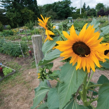 sunflower with raised garden beds in background