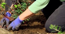 FREE Intro to Oregon Master Gardener Program