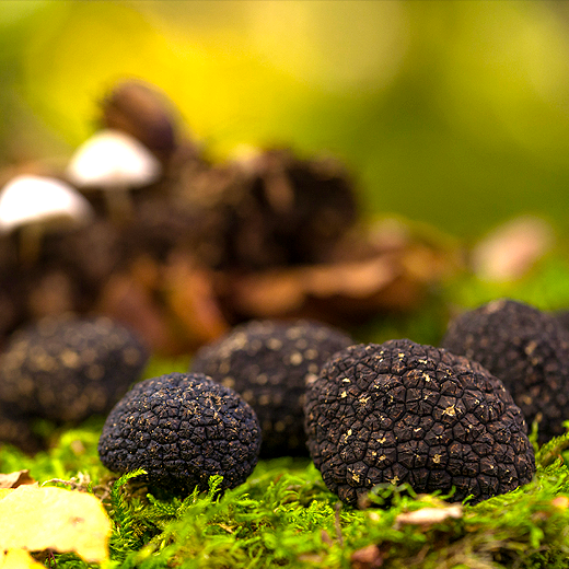 Edible Truffles