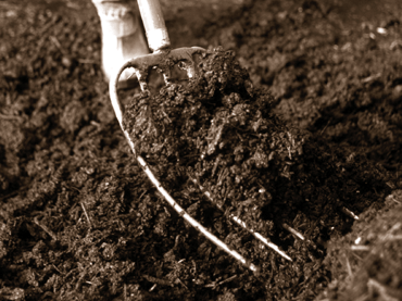 Garden rake in dark soil