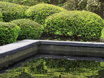 Green reflections in springtime Trimmed hedges growing by ledge of reflecting pond in formal garden