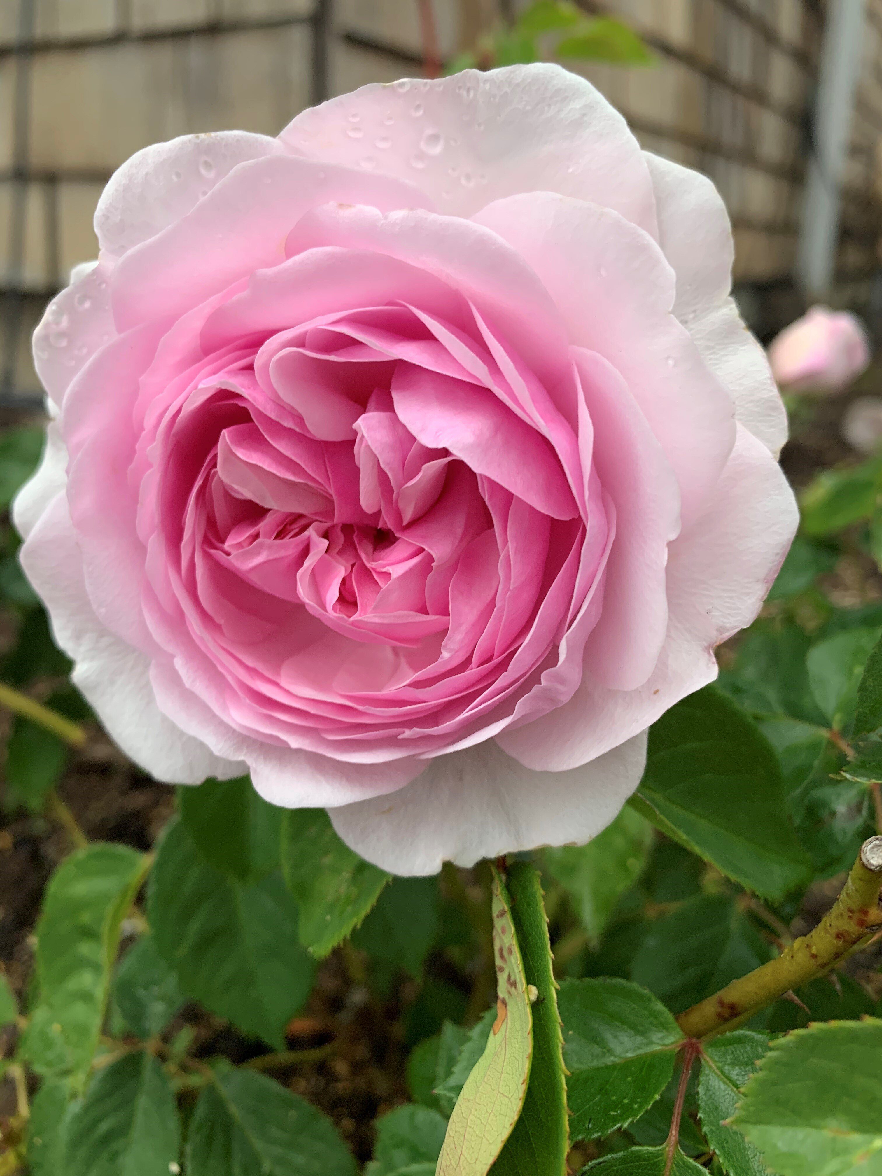 Larissa flower