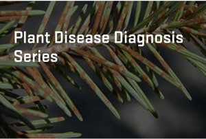 Plant Diseas Diagnosis
