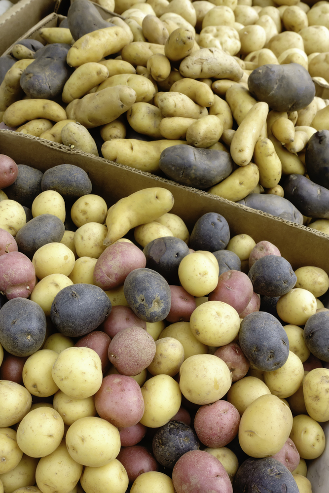Assortment of thin-skinned potato cultivars on display at a farmers market in mid June, northern Illinois, USA