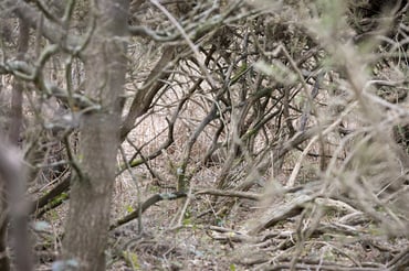 Collection of wooden sticks in a pile-1