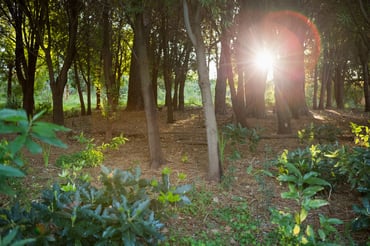 Sunlight through trees in the forest