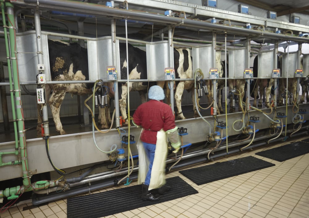automatic milking system AMS industry cow farm-3