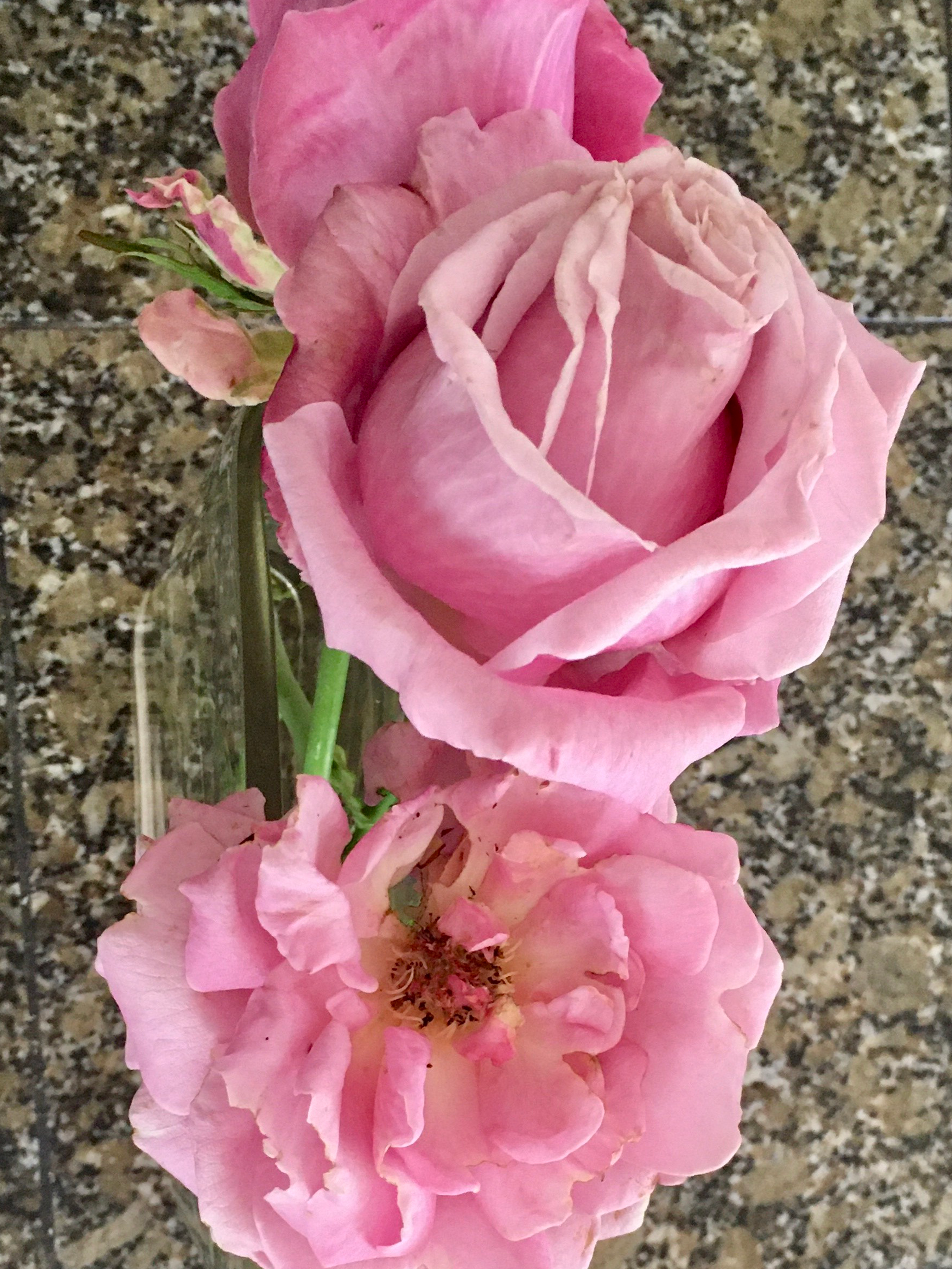 andreaflower