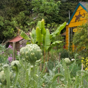 artichoke in permaculture garden