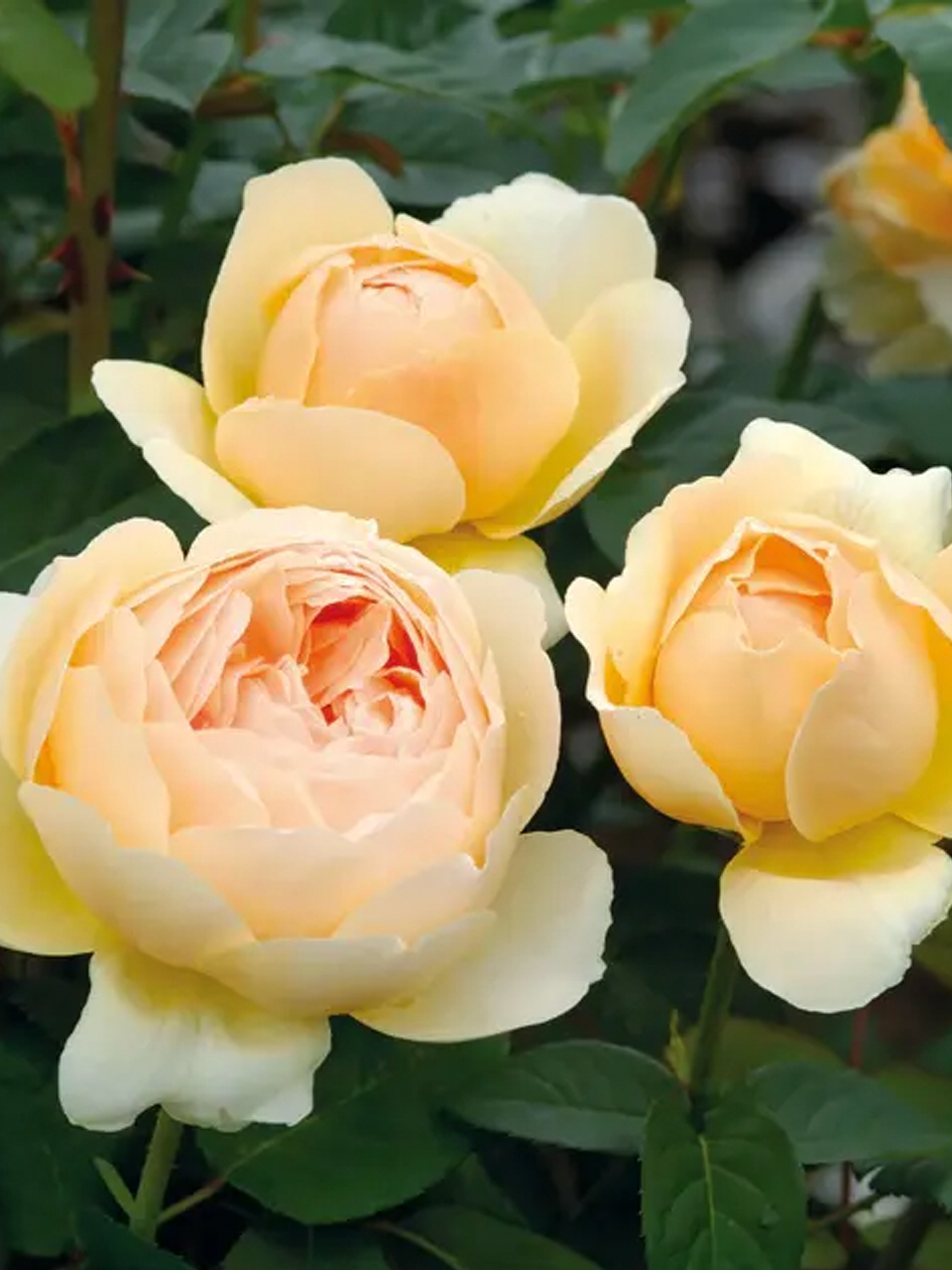 barbara flower