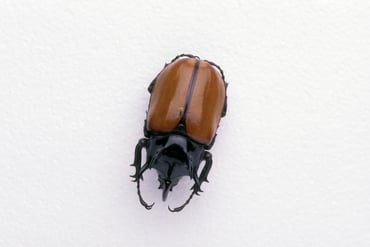 beetle003LK