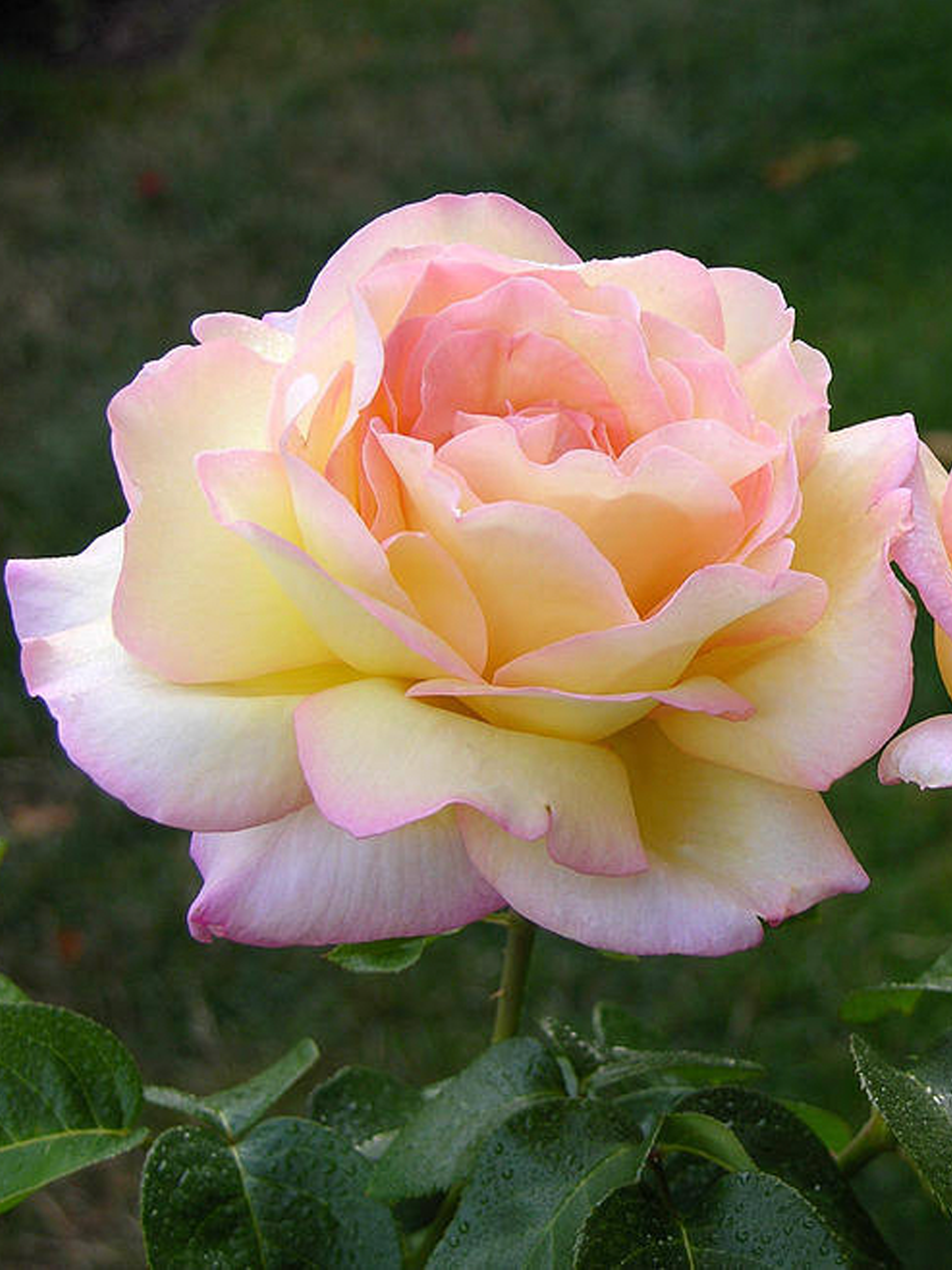 bobbieflower
