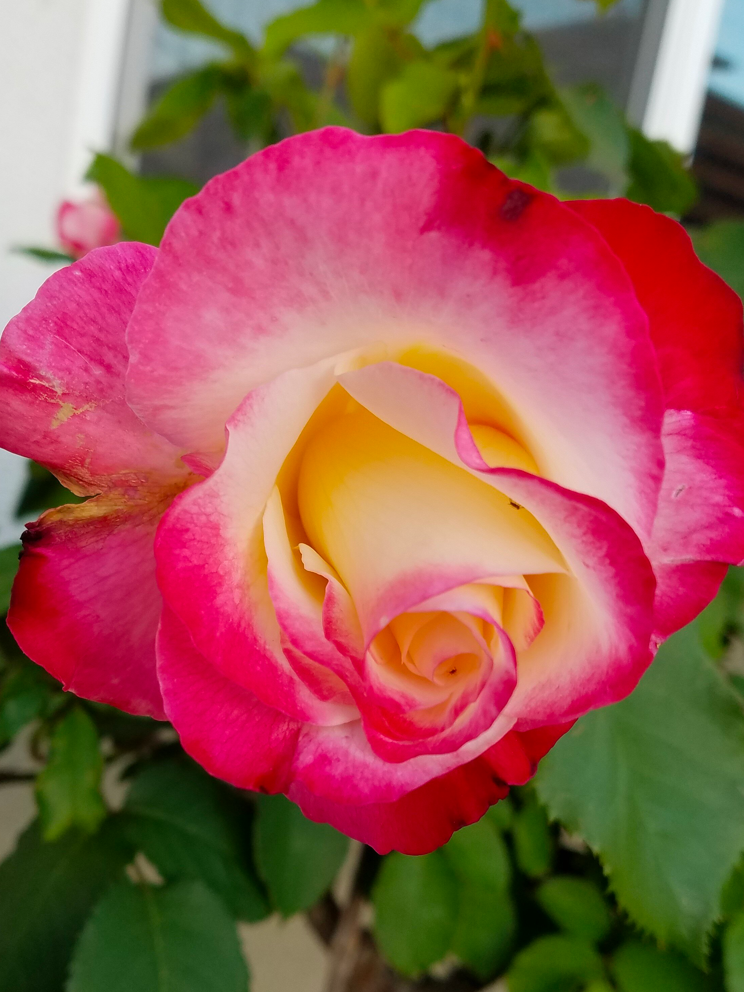 bobflower