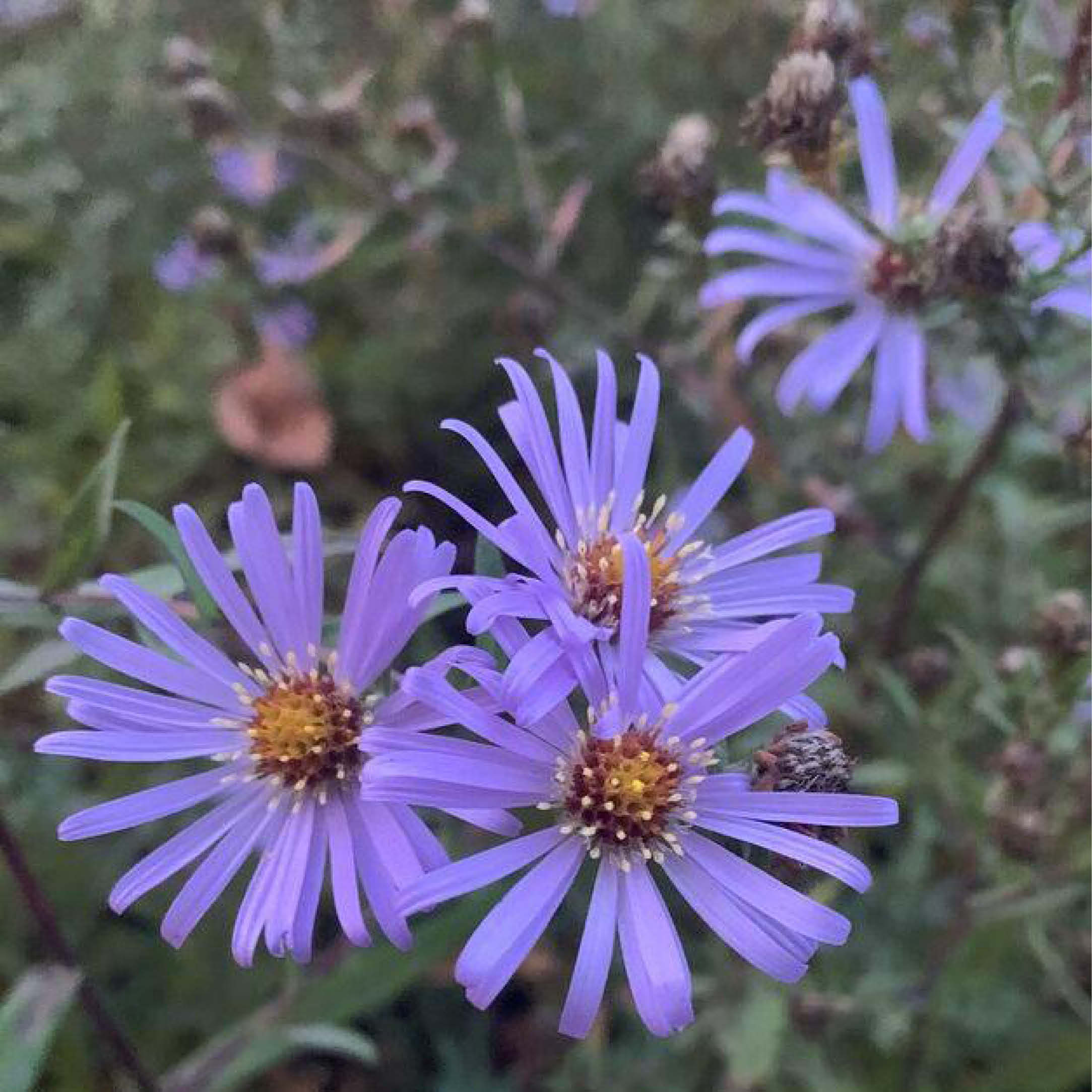 douglas aster flowers