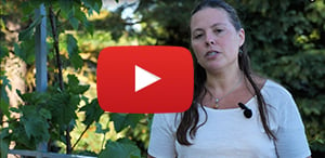  New Permaculture Program: Food Forests