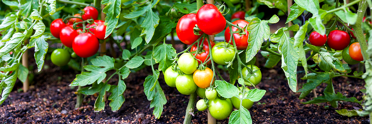 gardening-newsletter-1