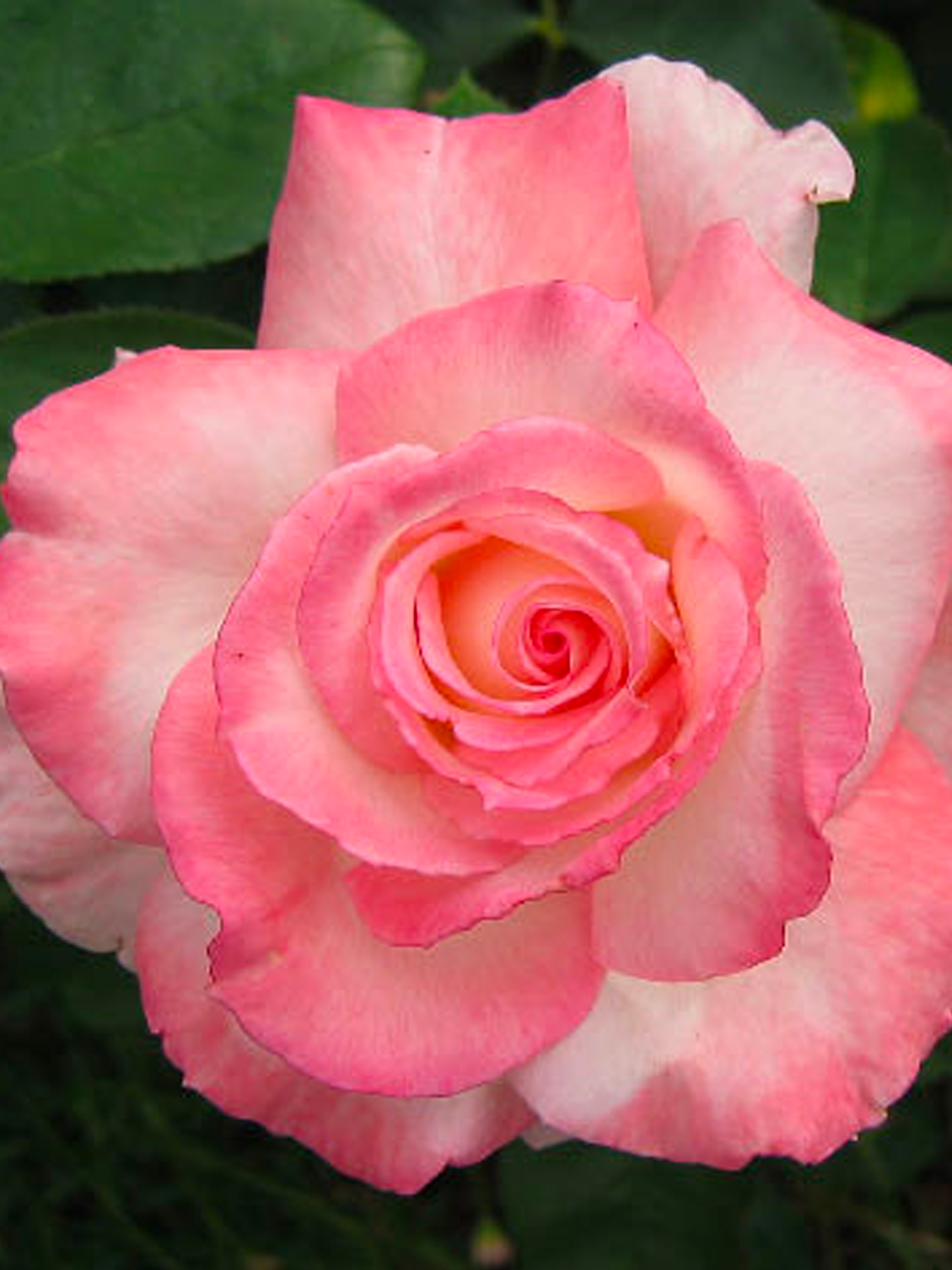 katherineflower