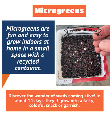 microgreens 1 