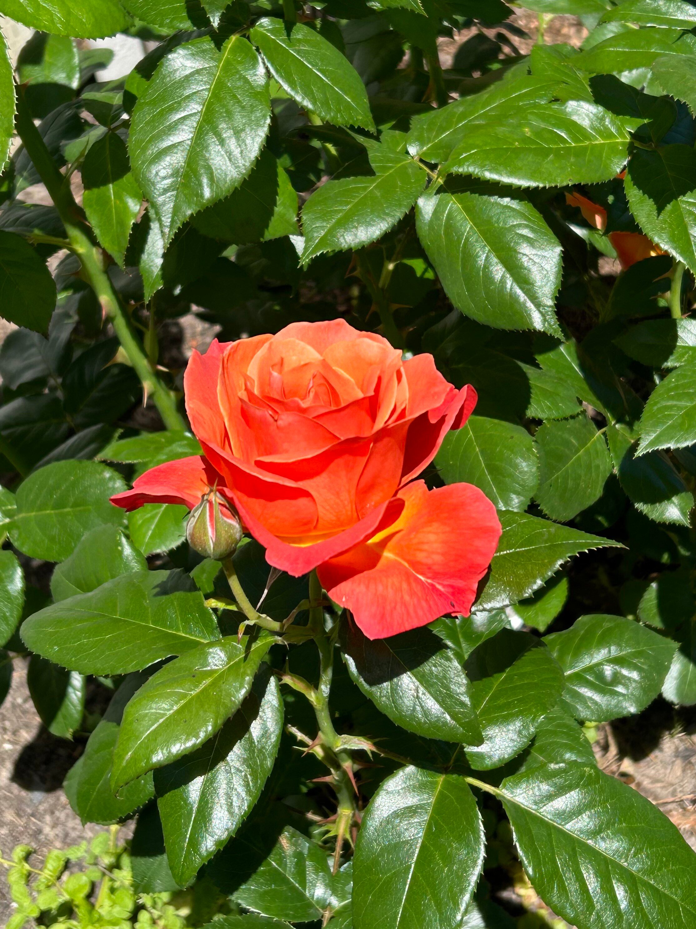 nancy c flower