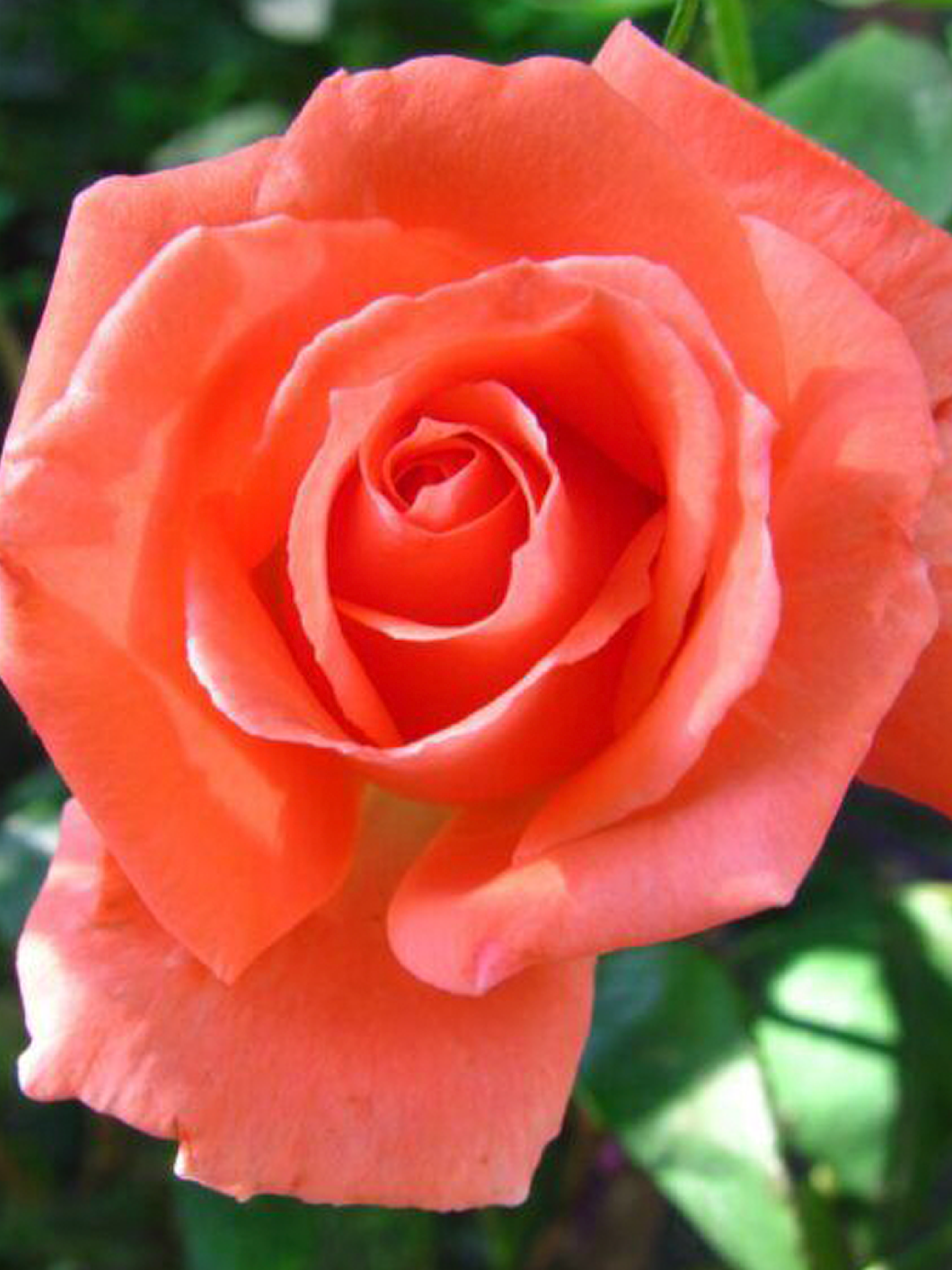 peggyflower