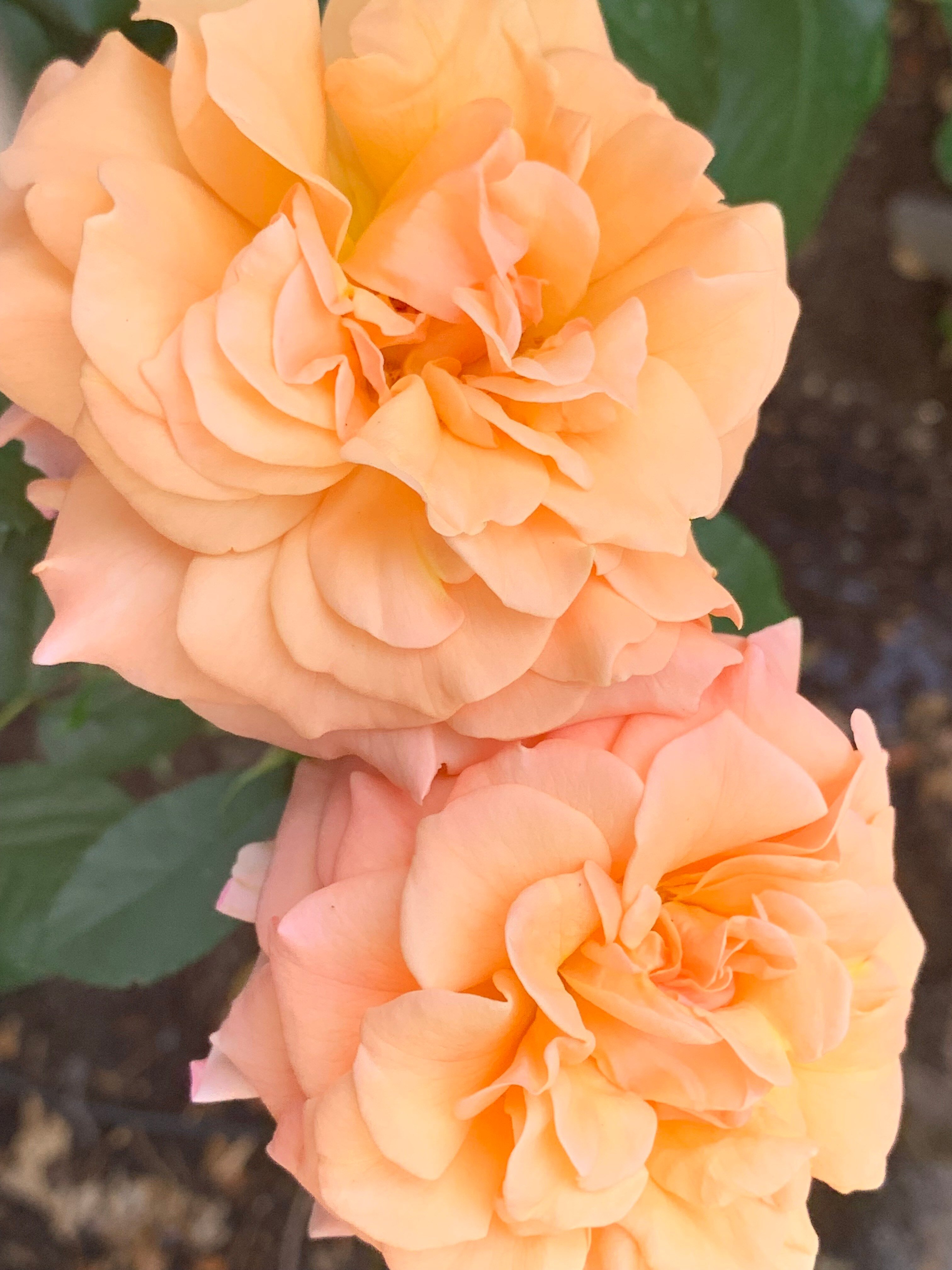 penny flower