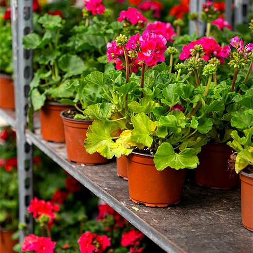 Find a Master Gardener Association plant sale near you