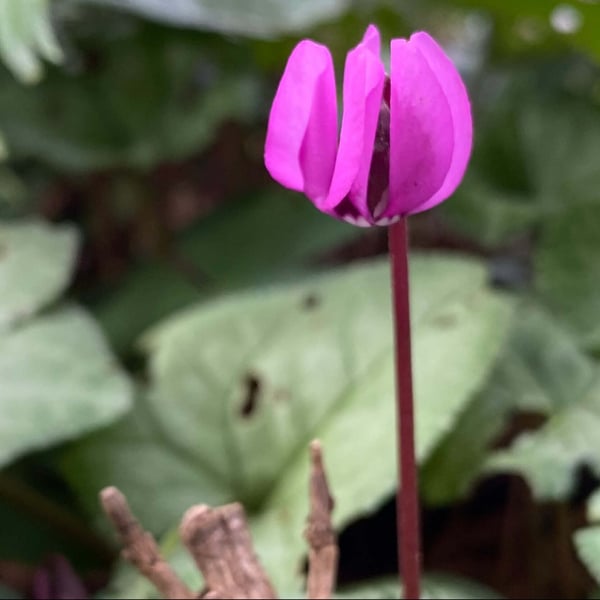 purple blooming flowers in January