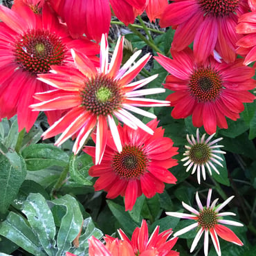 red perrenial flowers blooming