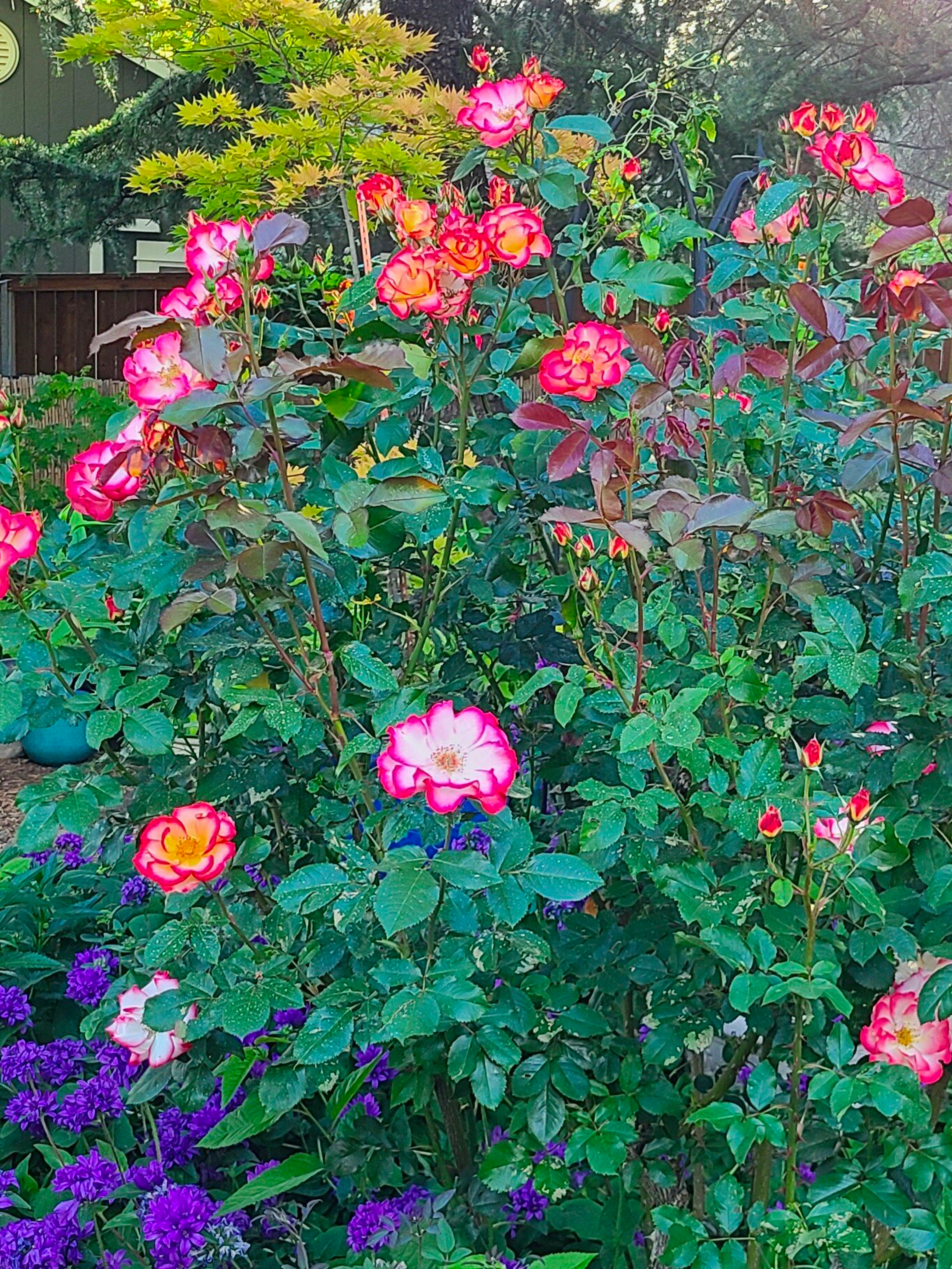 sharonflower