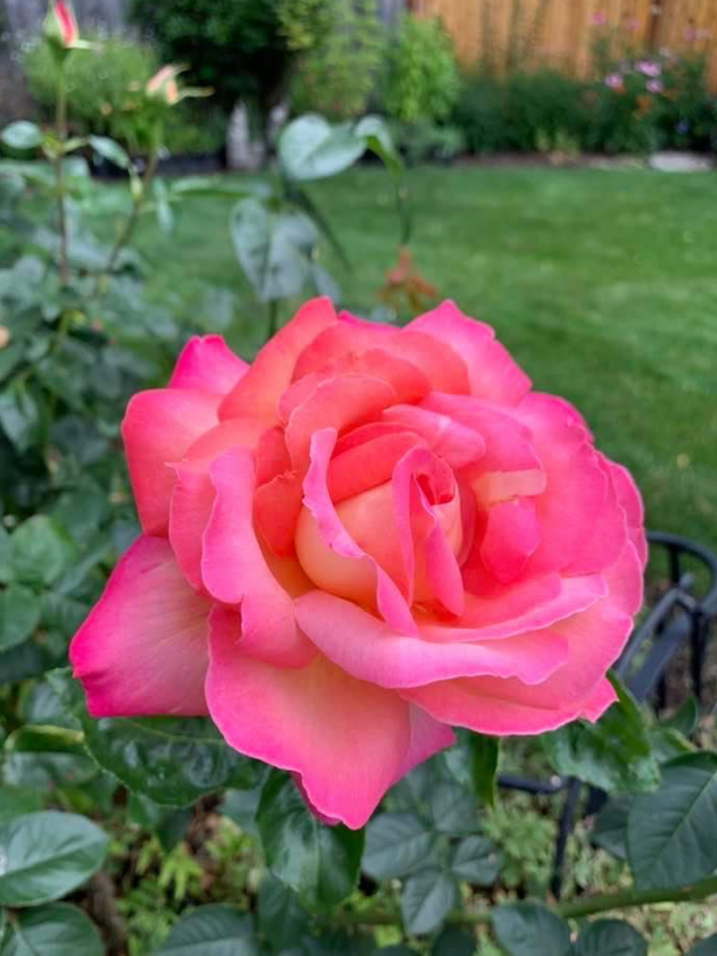 shirley flower