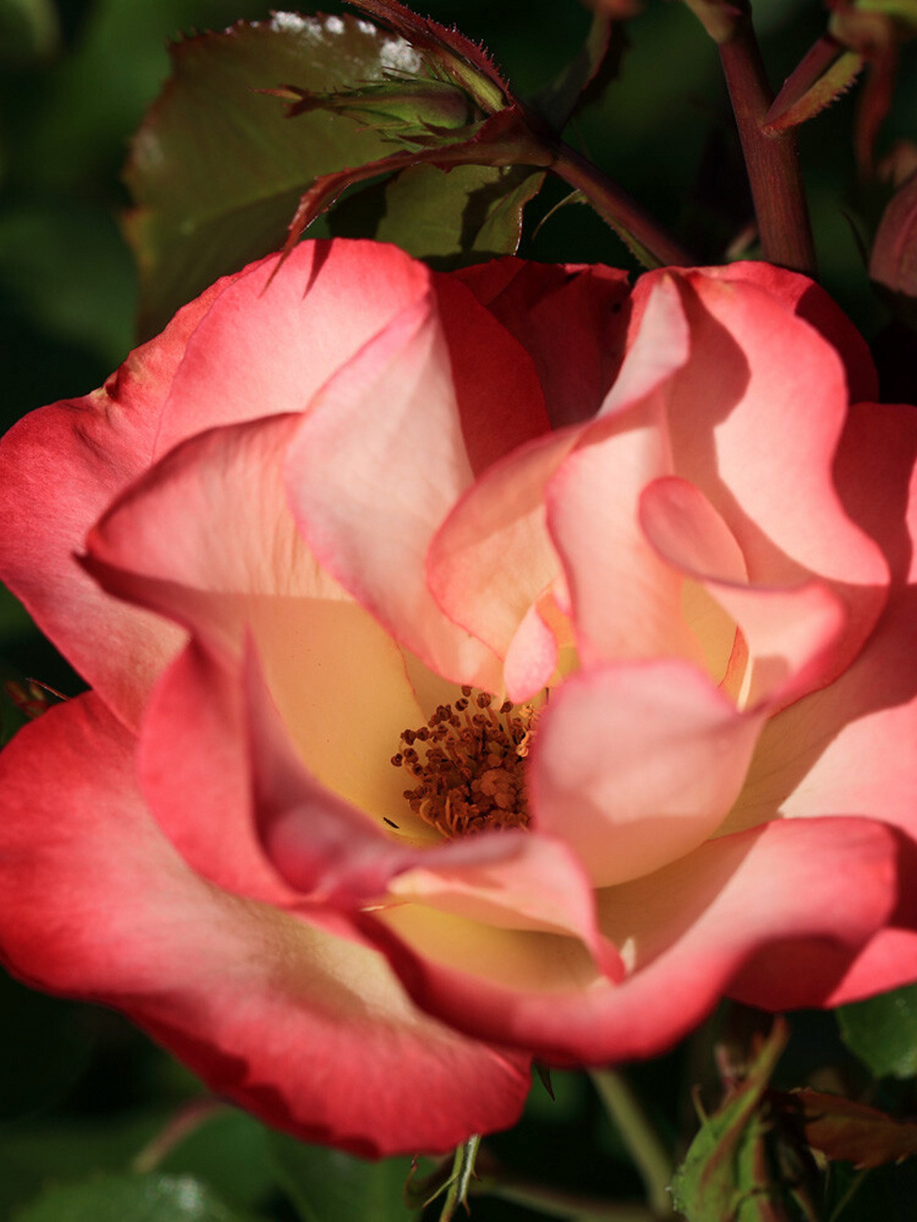 susanflower