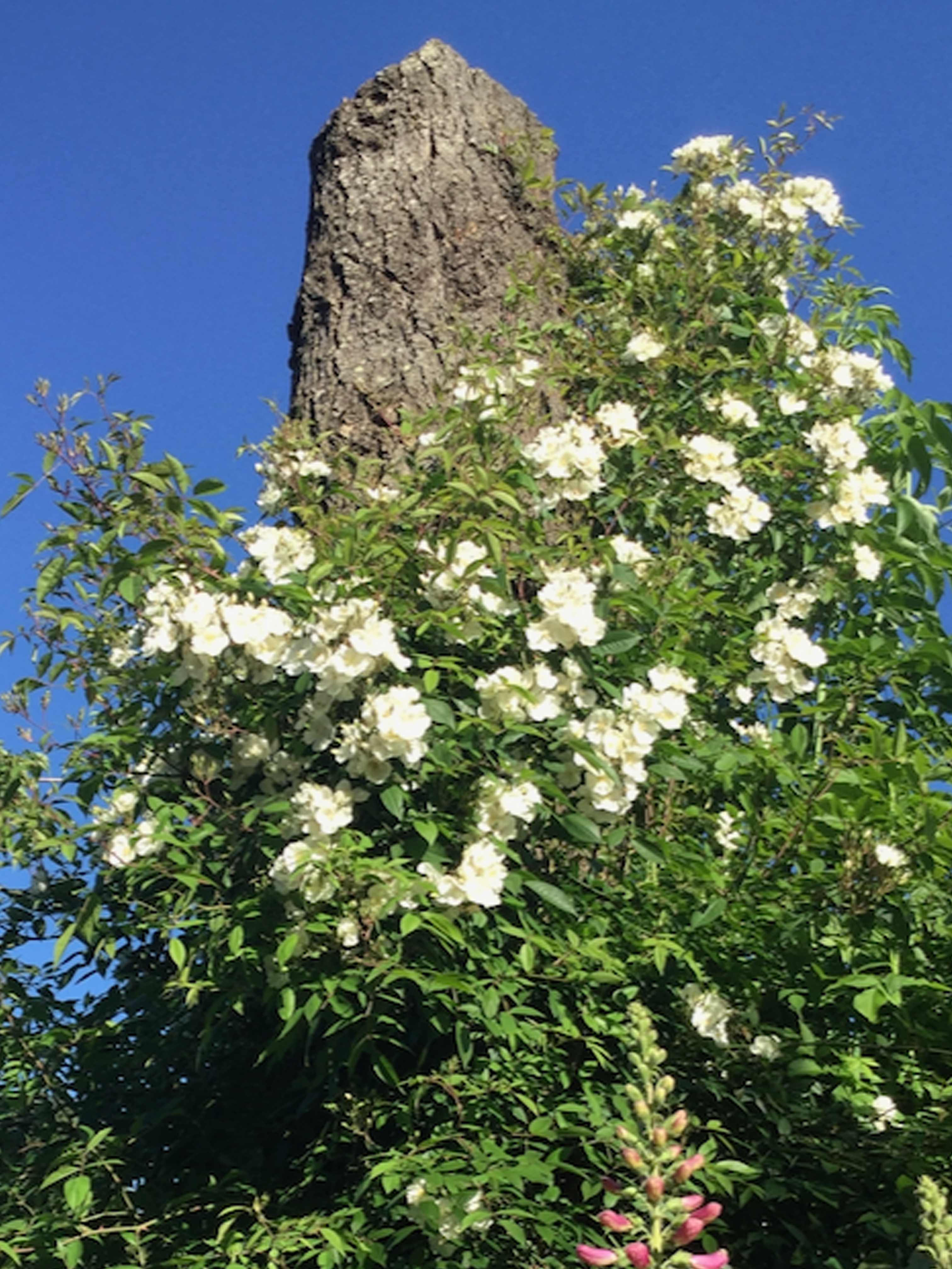 timflower
