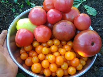 tomato harvest