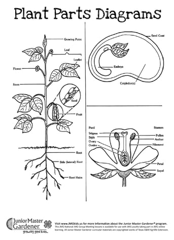 wk 2 JMG-CH1-Plant-Parts-Diagram-Student-Page