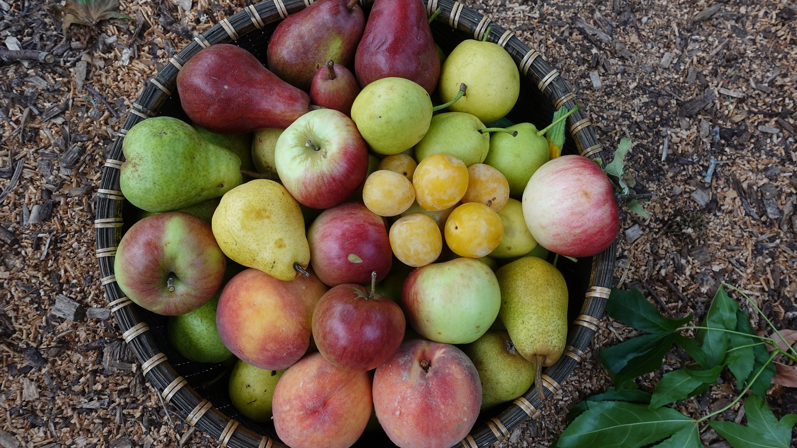 Permaculture Food Forests Online Course